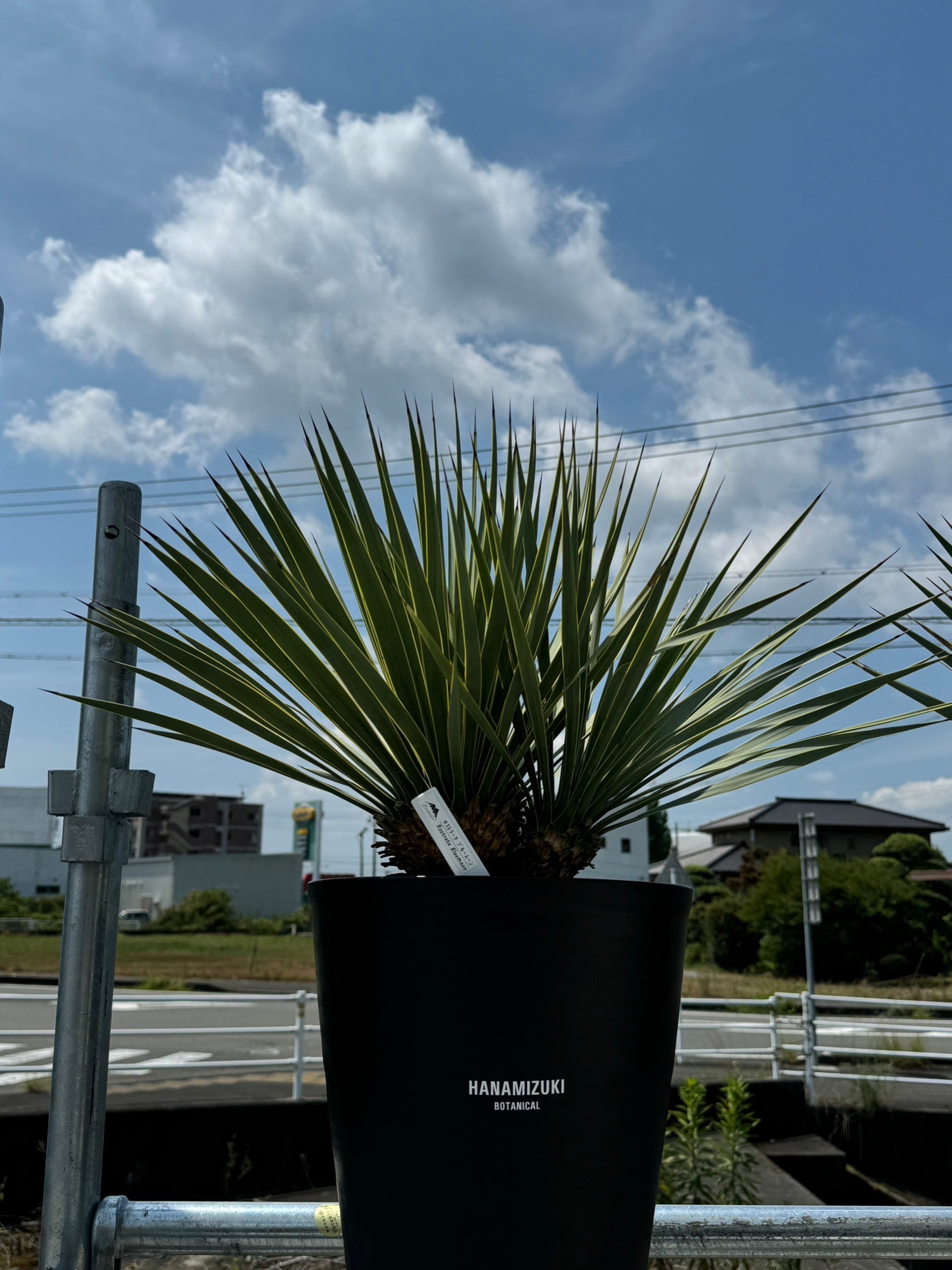 お盆休み中Hare Bare Plants へ多くのご来店ありがとうございます。