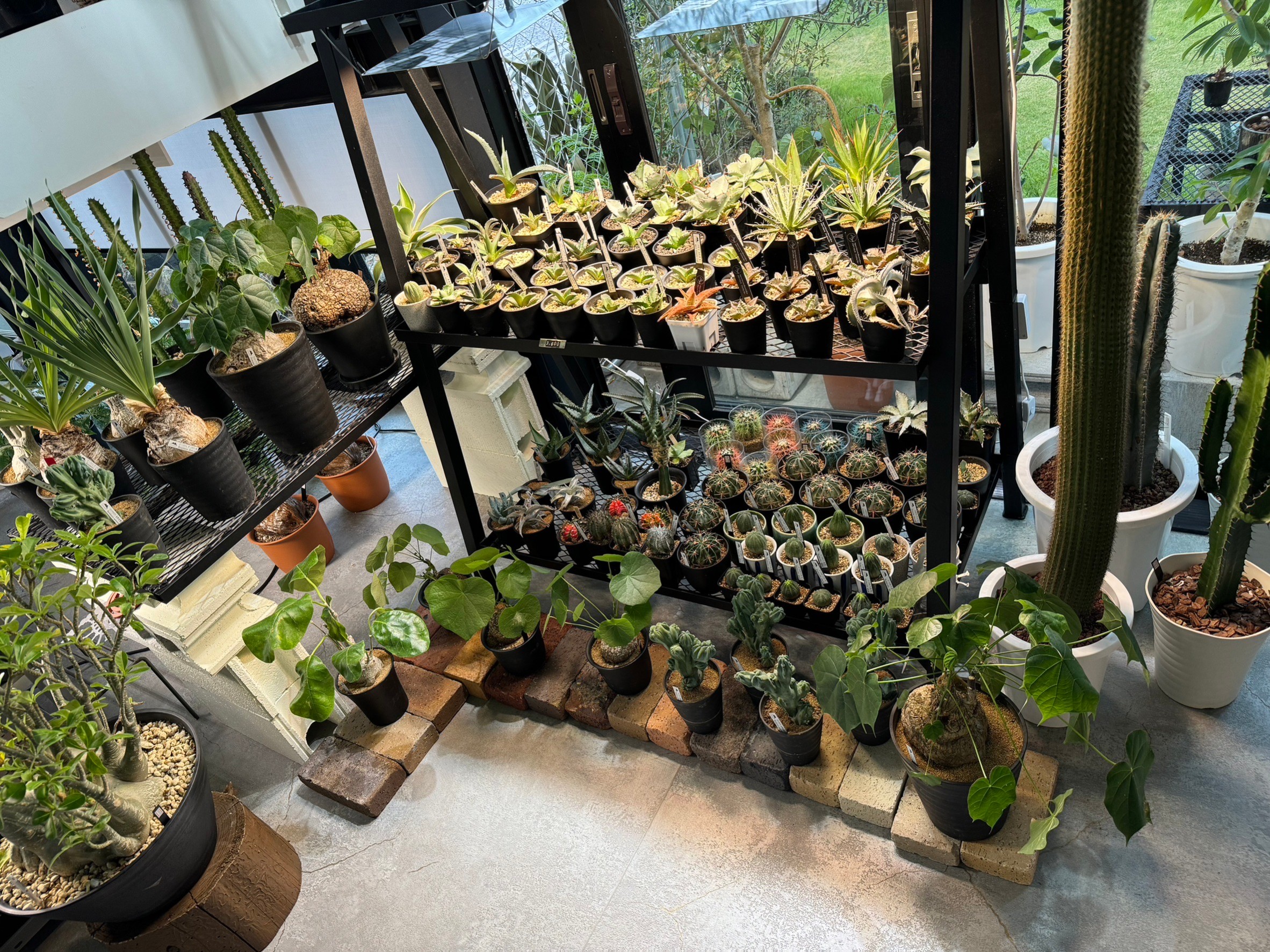 お盆休み中Hare Bare Plants へ多くのご来店ありがとうございます。