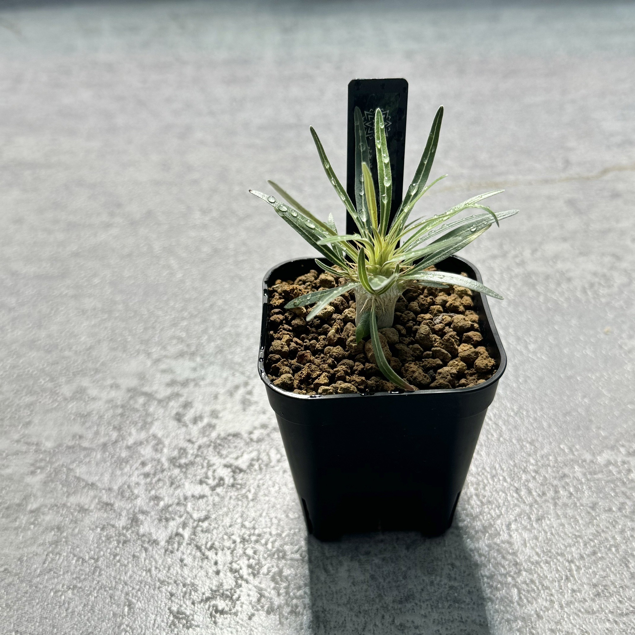 Hare Bare Plants:マナズファーム様より、沖縄実生の植物を多く入荷致しました！