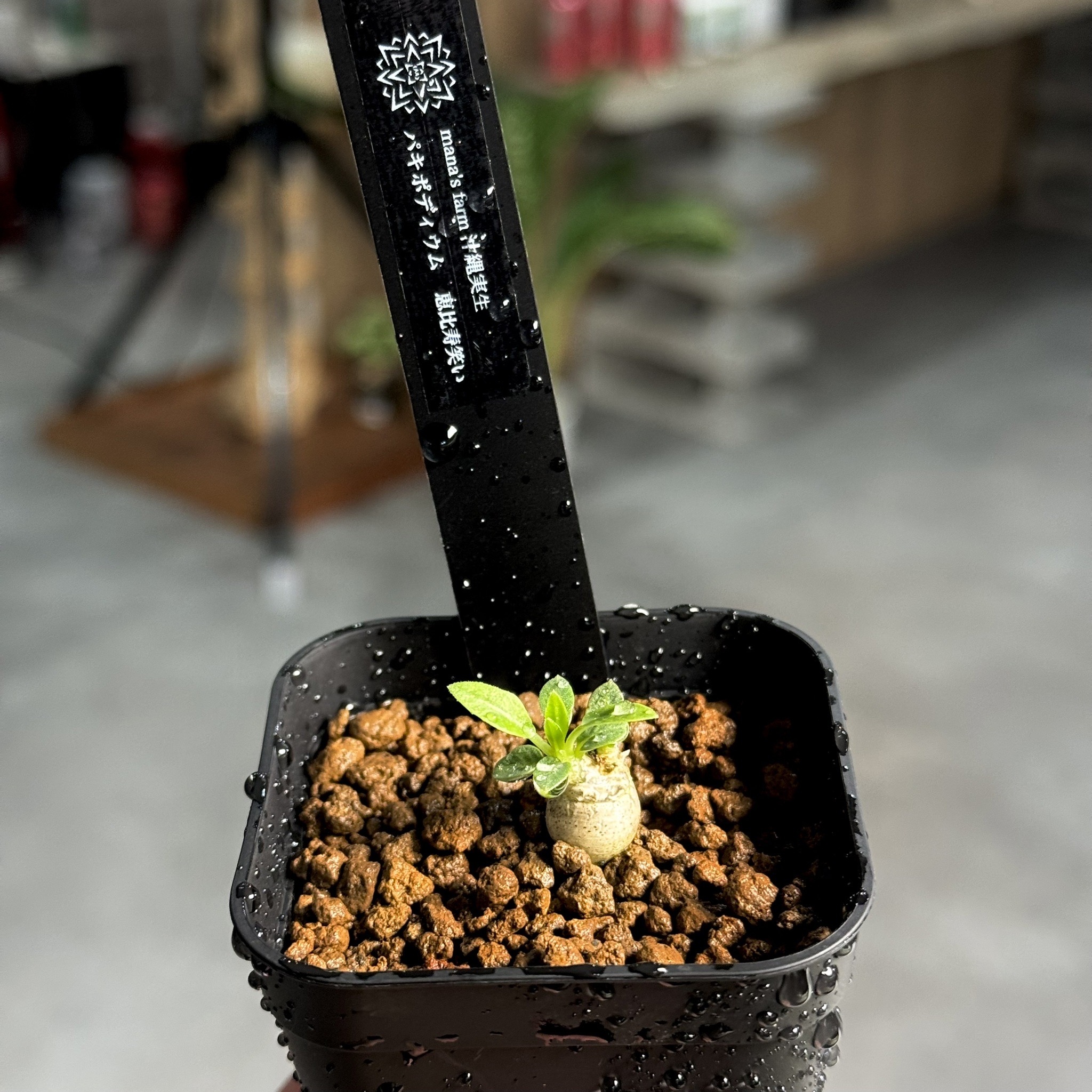 Hare Bare Plants:マナズファーム様より、沖縄実生の植物を多く入荷致しました！