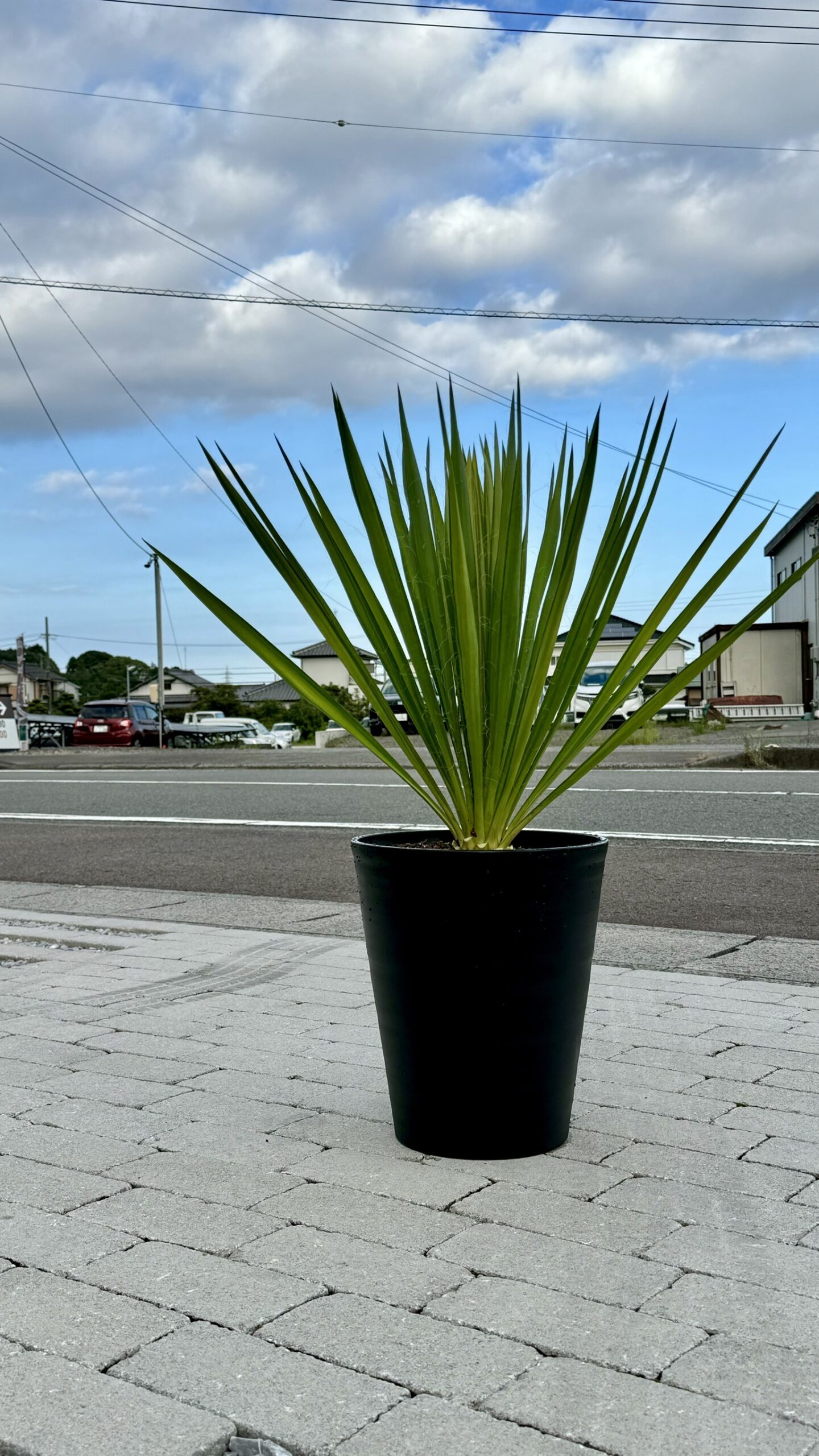 Hare Bare Plants:地植え向きの植物など続々入荷中！