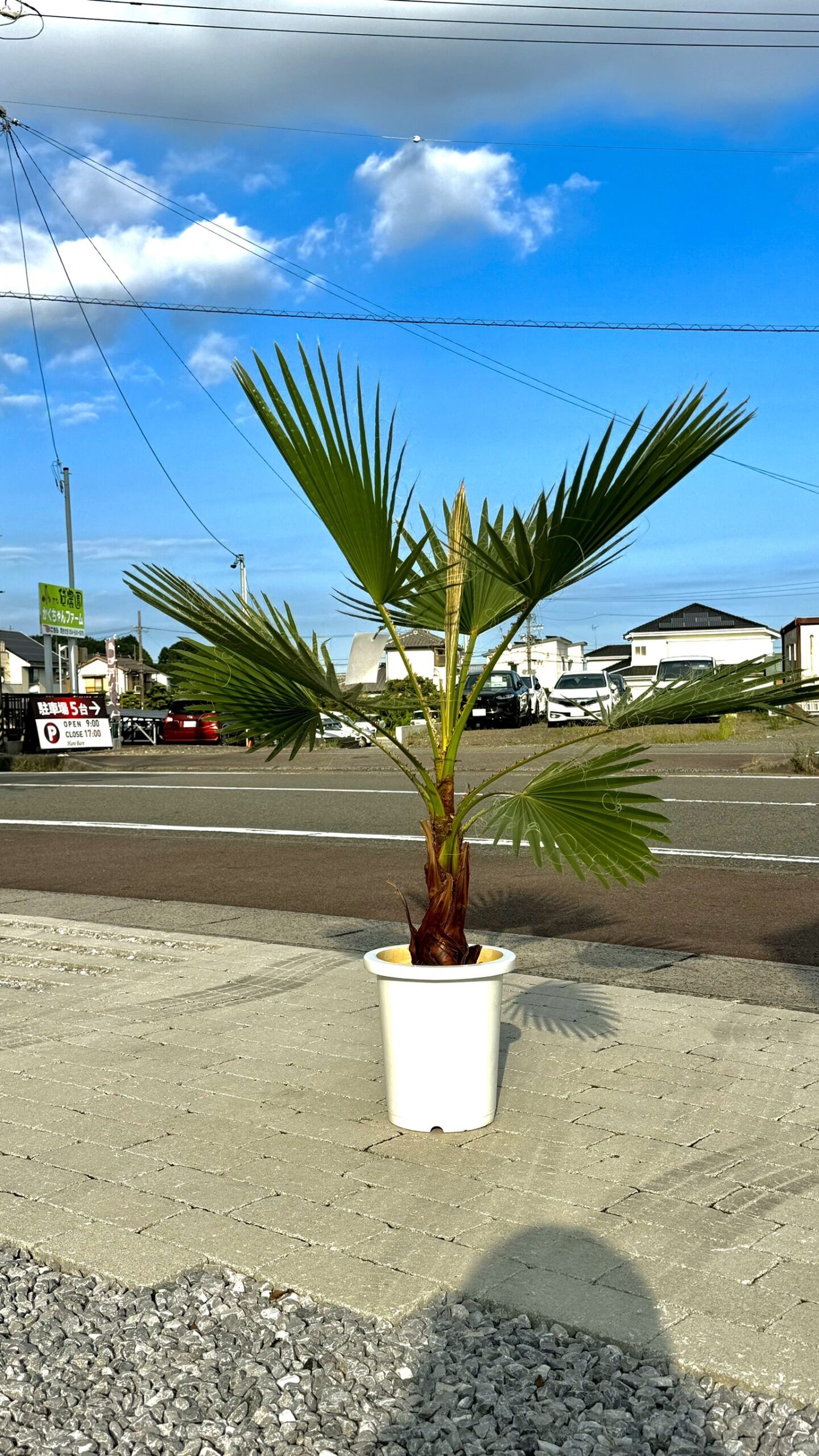 Hare Bare Plants:地植え向きの植物など続々入荷中！