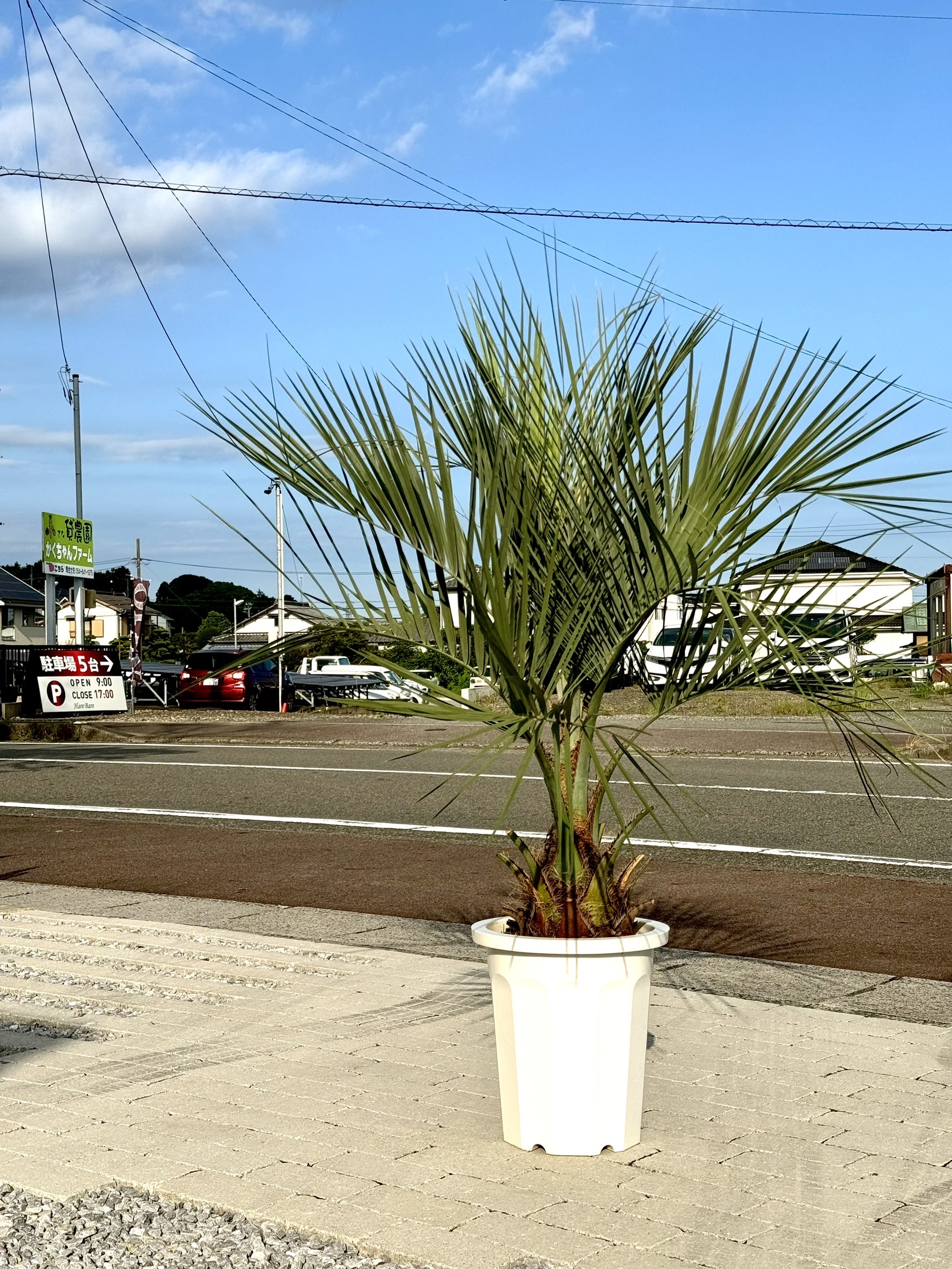 Hare Bare Plants:地植え向きの植物など続々入荷中！