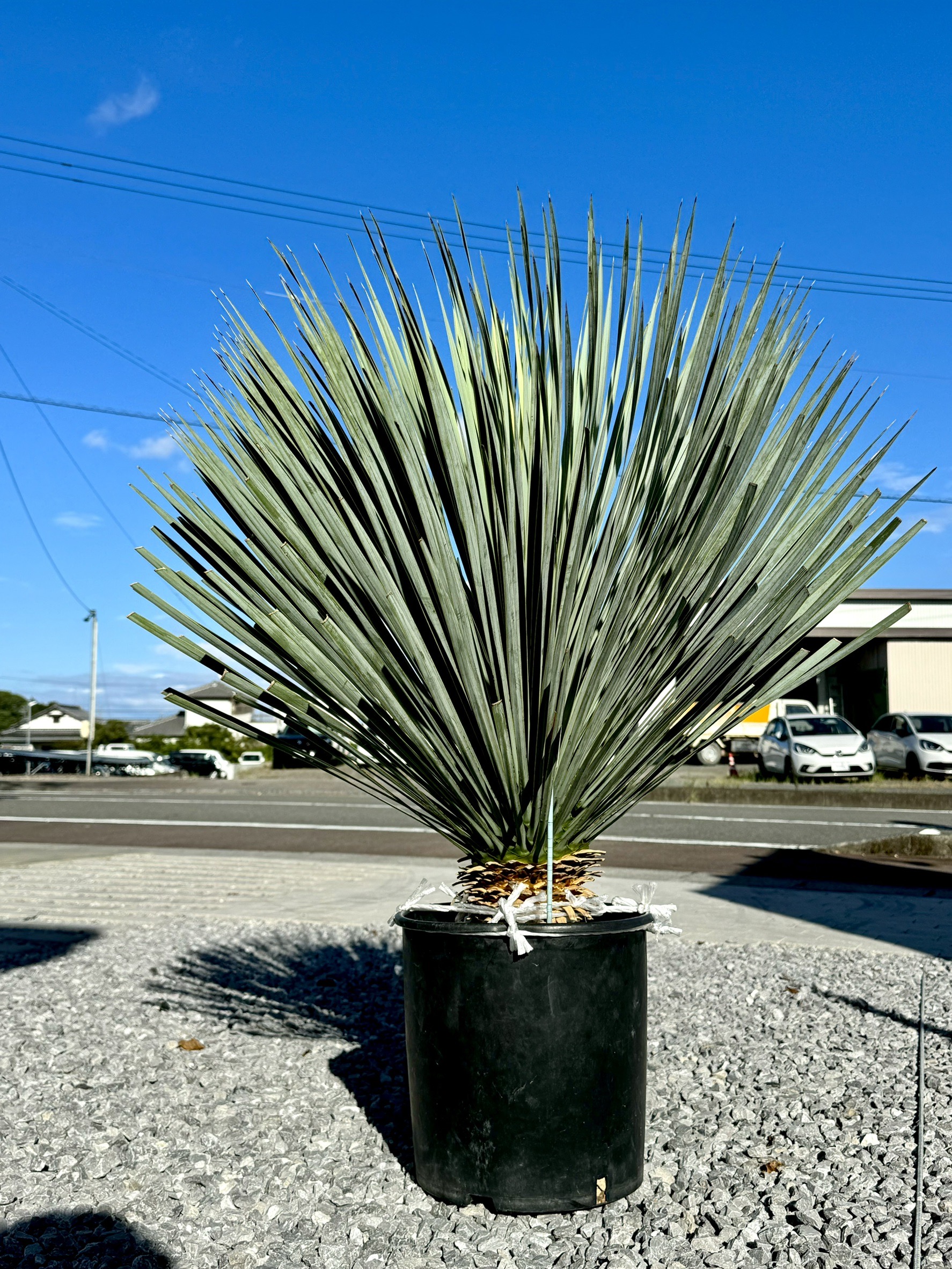 Hare Bare Plants:地植え向きの植物など続々入荷中！