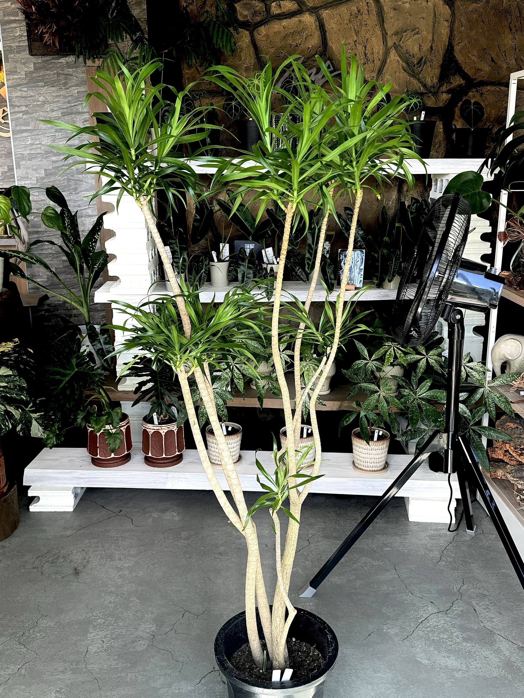 Hare Bare Plants:新入荷情報